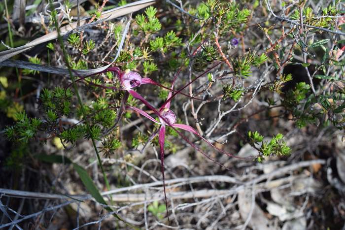 Caladenia erythronema Red spider orchid-0002.JPG